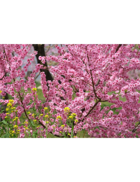 XF 55-200mm f /3.5-4.8 LM OIS Fujinon