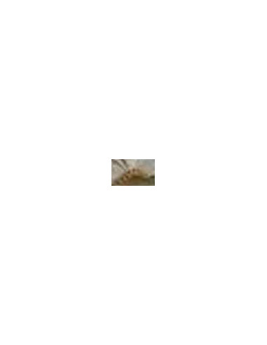 681151 60 white sheets